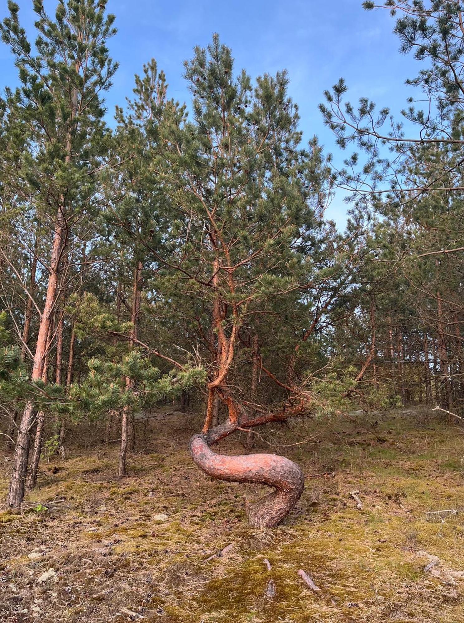 Vila May Juodkrantė 외부 사진